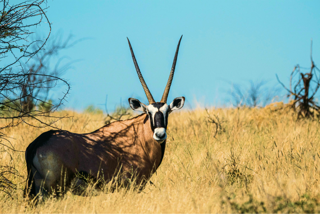 Oryx, puissante antilope d'Afrique du Sud