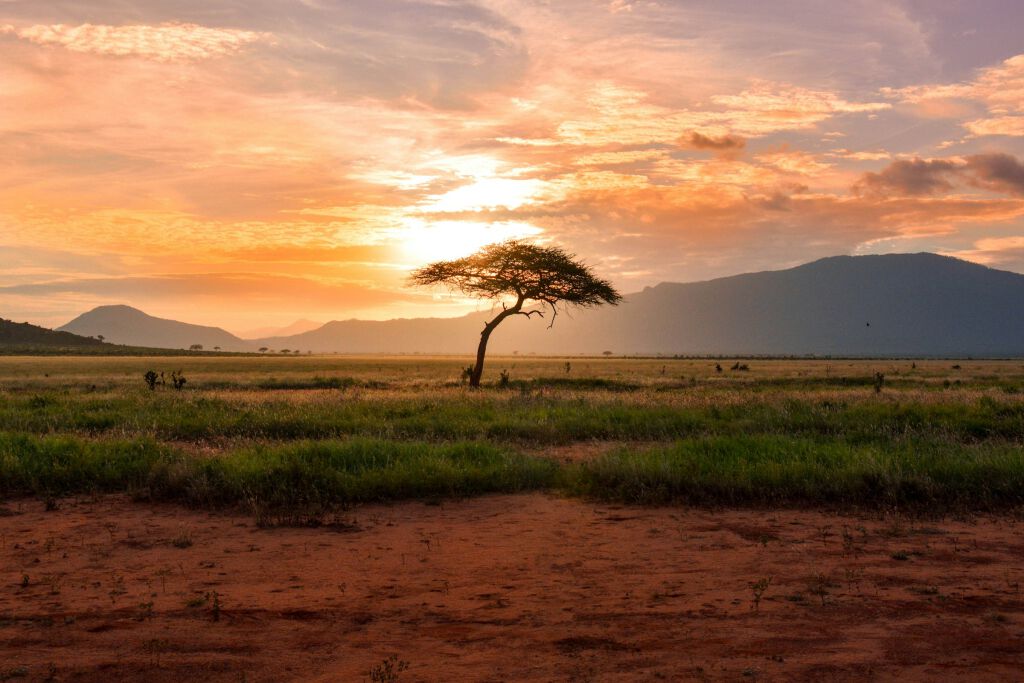 Savane boisée du territoire de chasse, Limpopo