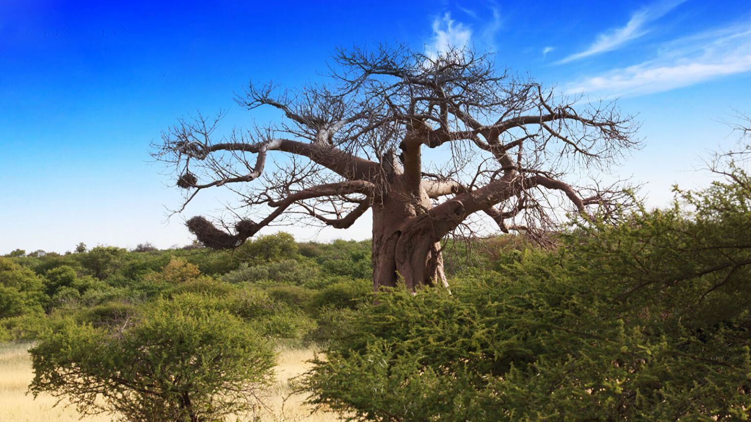 Baobab sur le territoire de chasse, Limpopo