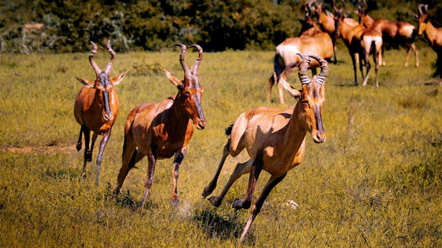 Bubales rouges au Limpopo