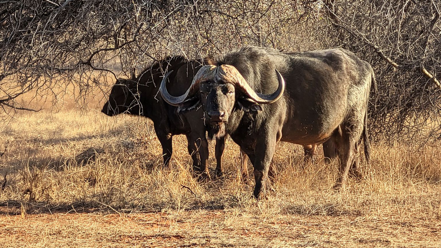 Buffle du Cap au Limpopo