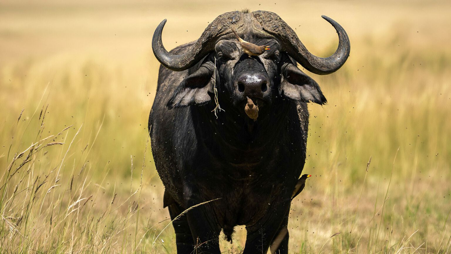 Buffles du Cap, les dagga boys du Limpopo