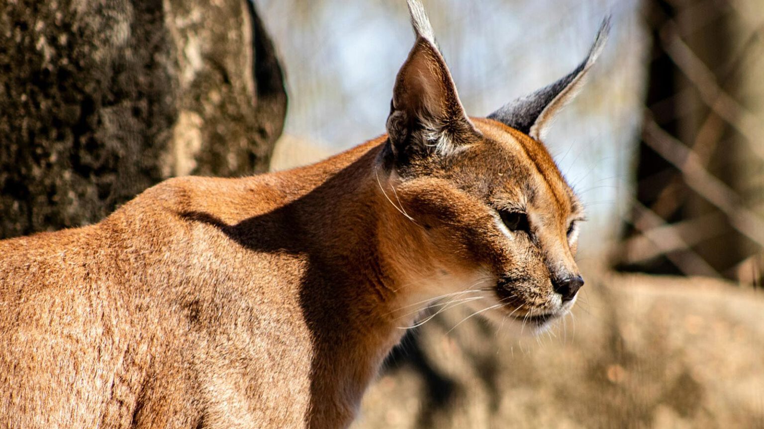 Caracal au Limpopo