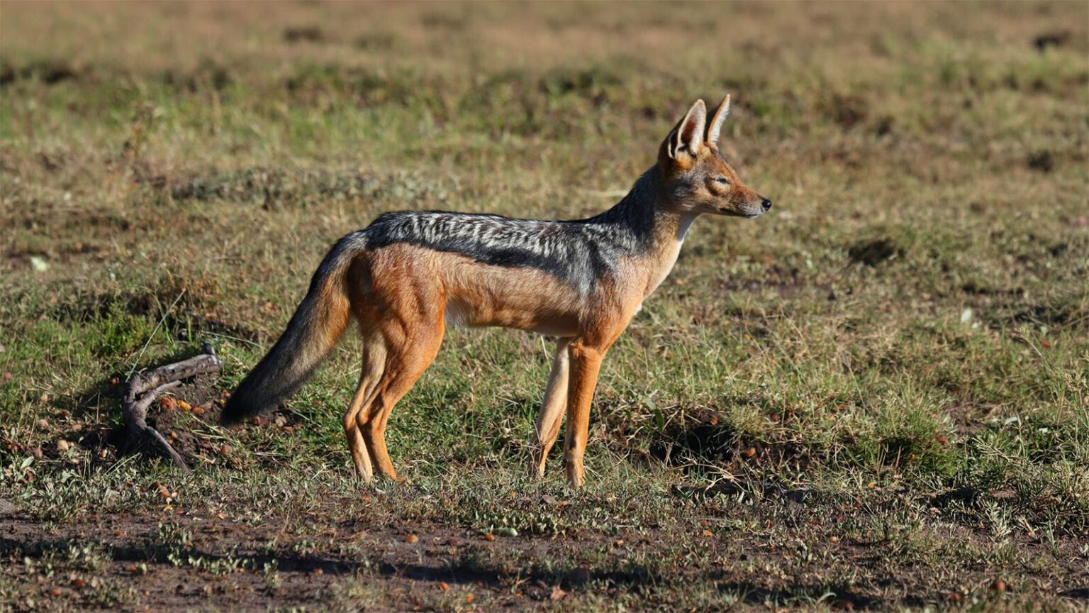 Chacal au Limpopo