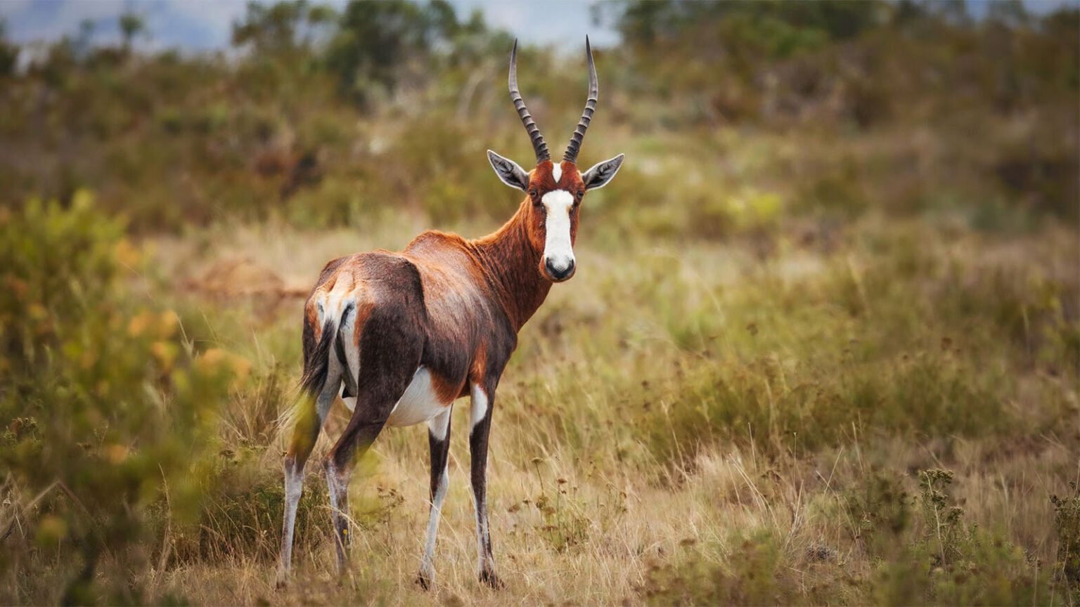 Damalisque (blesbok) au Limpopo