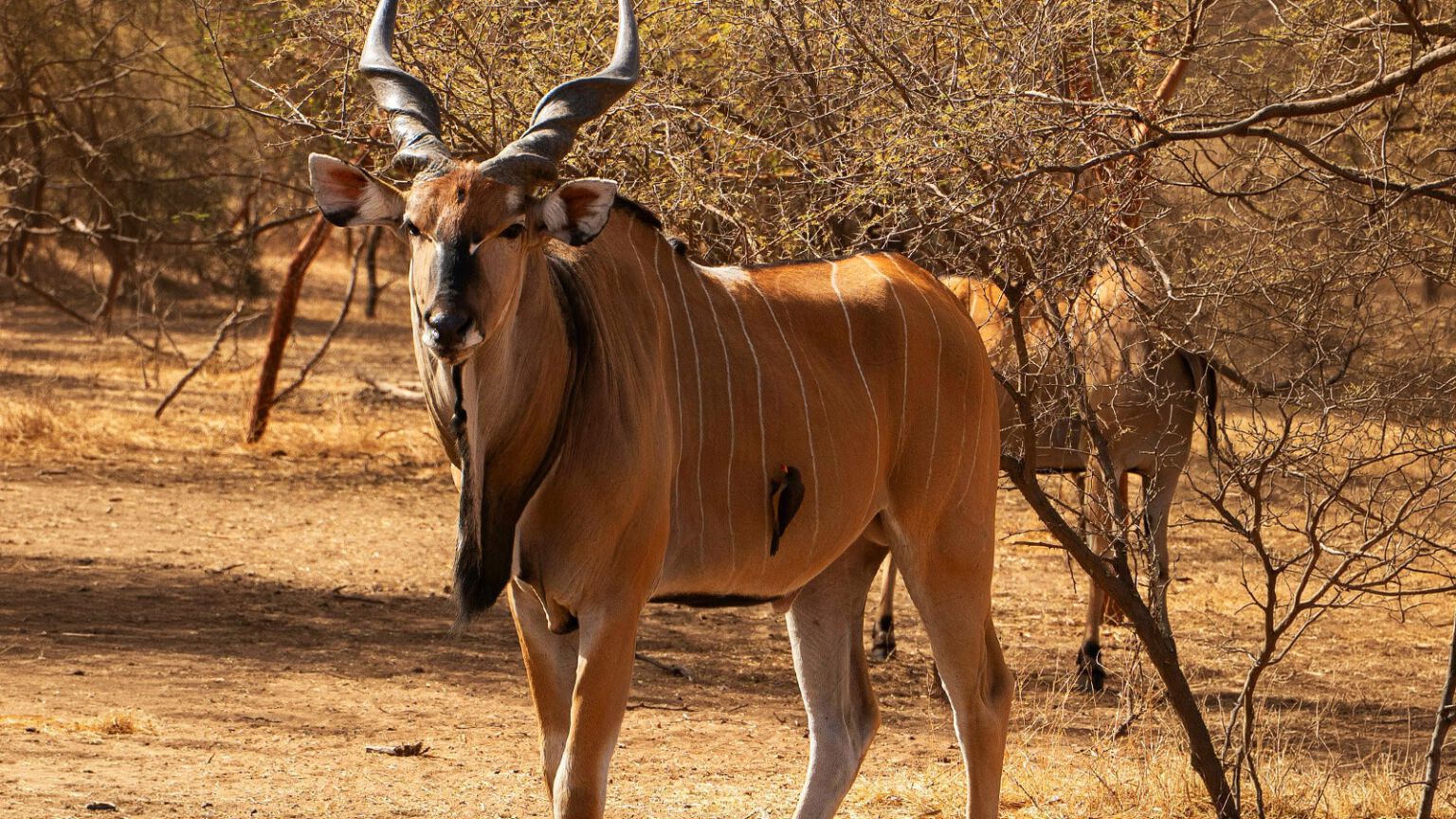 Élan du Cap, la plus grande antilope d'Afrique