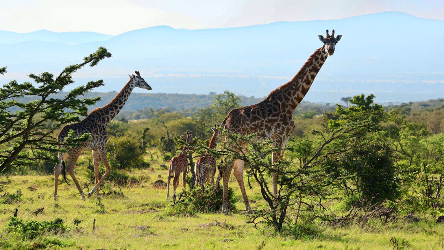Girafes au Limpopo