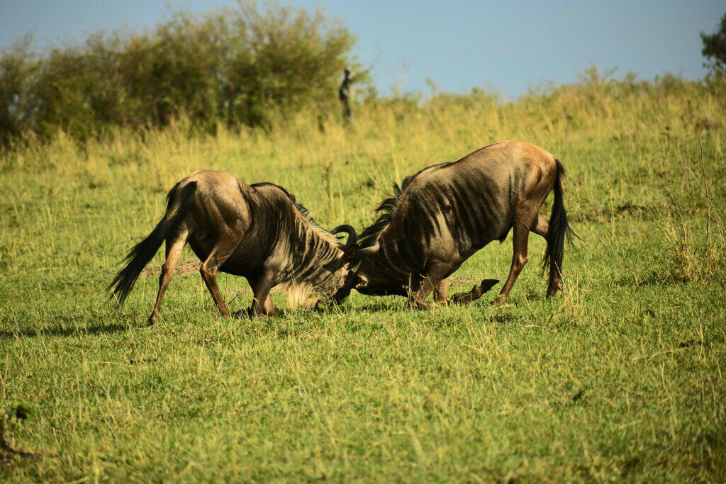 Troupeau de gnous bleus au Limpopo