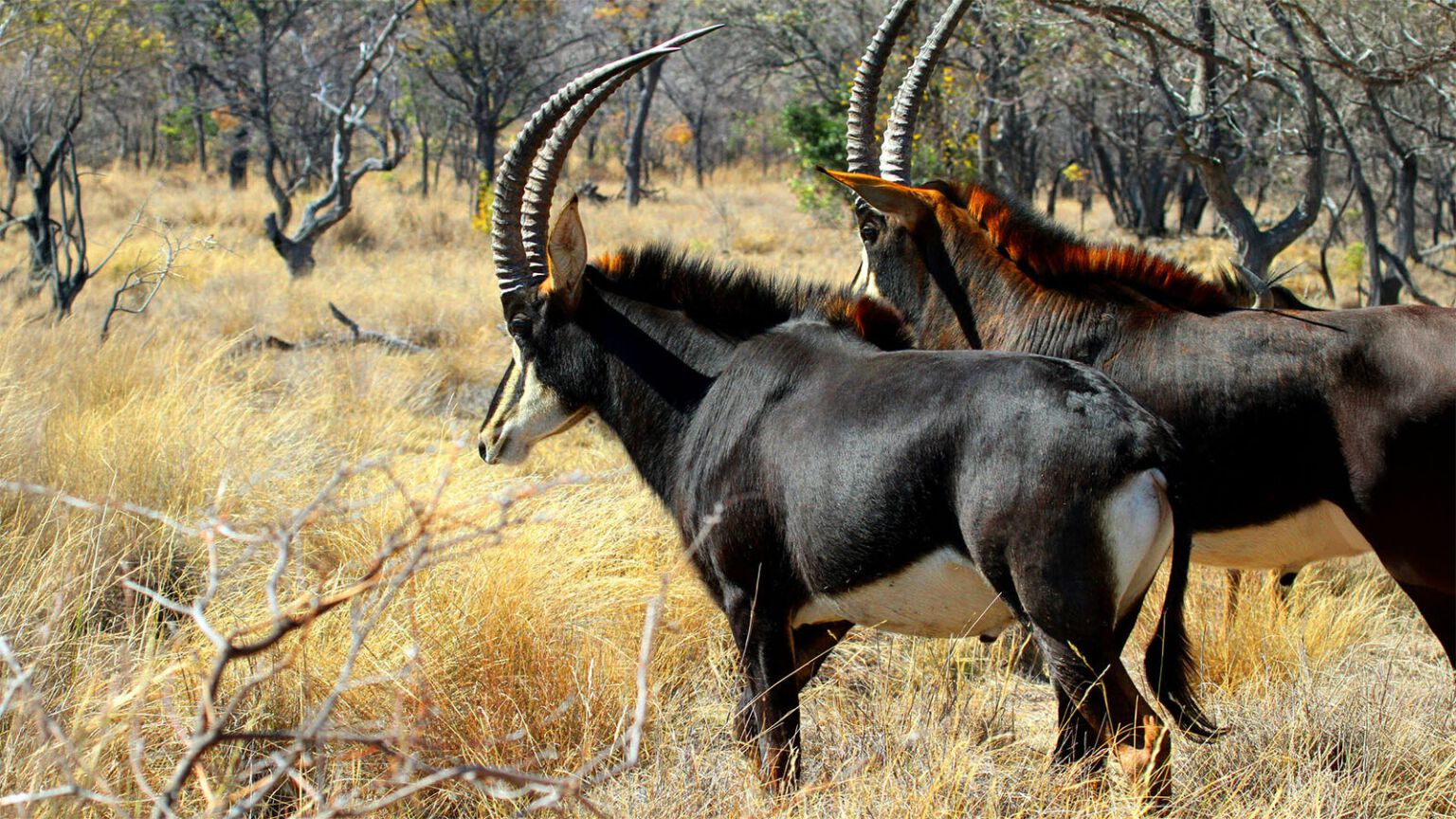 Hippotrague noir (antilope sable) au Limpopo