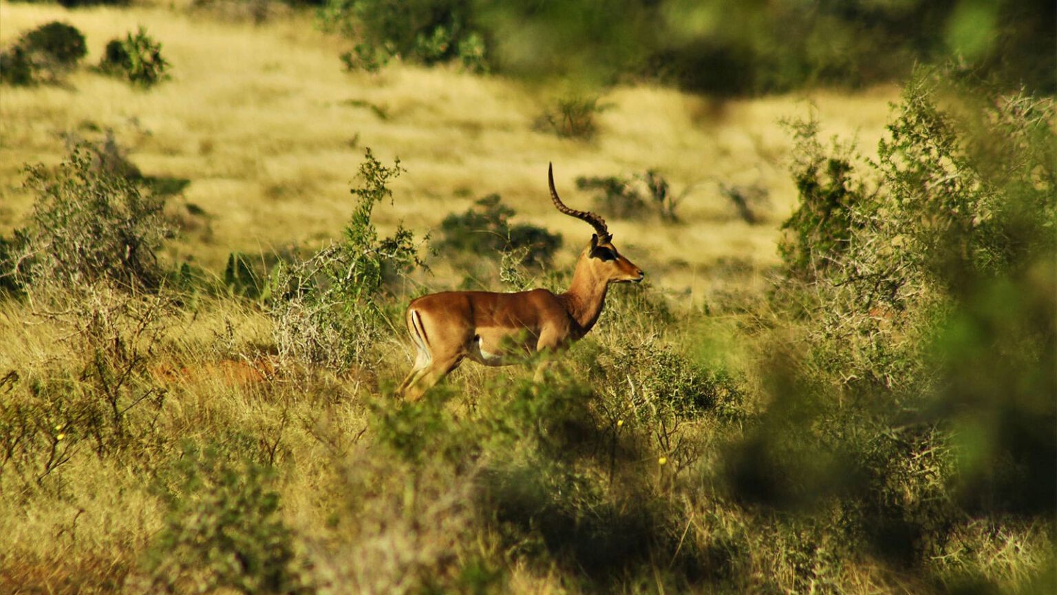 Impala dans le bush du Limpopo