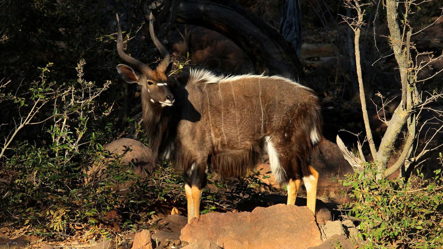 Nyalas au Limpopo
