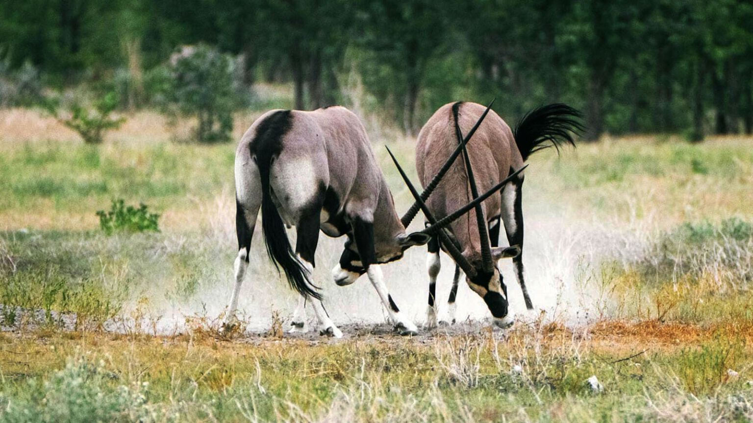 Combat d'oryx (gemsbok) au Limpopo