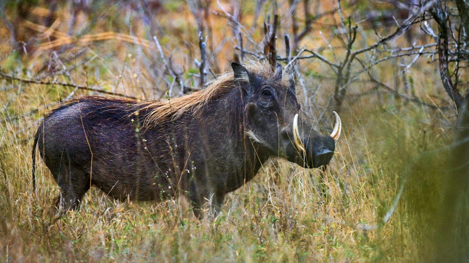 Phacochère au Limpopo