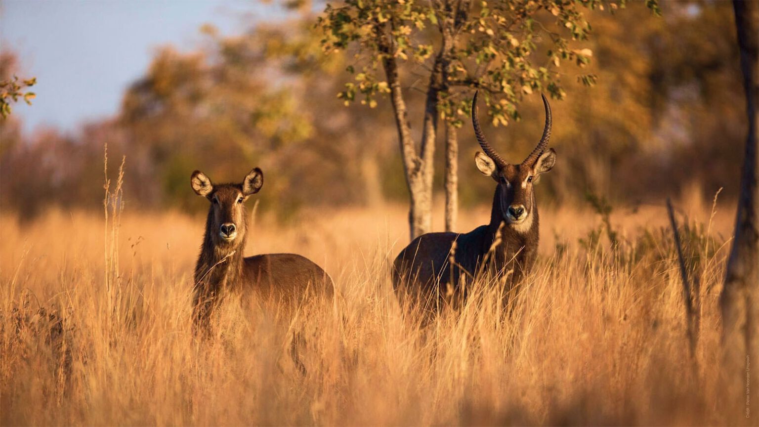 Waterbucks (cobes à croissant) au Limpopo