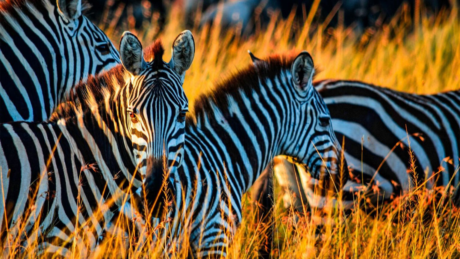 Zèbres au Limpopo
